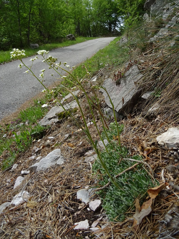 cfr. Saxifraga paniculata